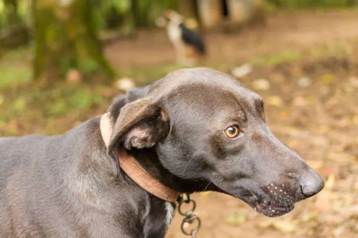 Cachorro ra a SRD idade 2 anos nome Falcão