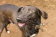 Falcão