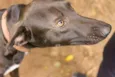 Falcão