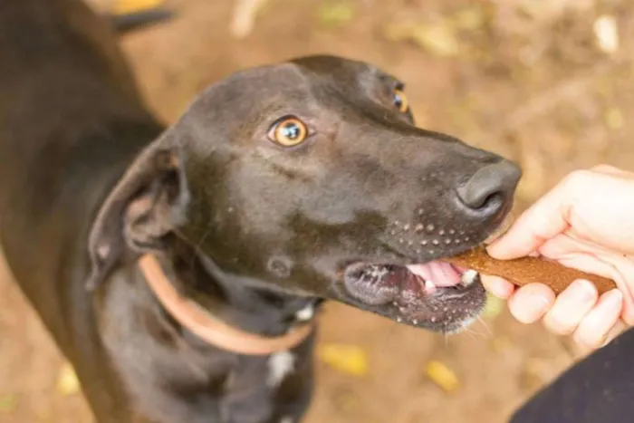 Cachorro ra a SRD idade 2 anos nome Falcão