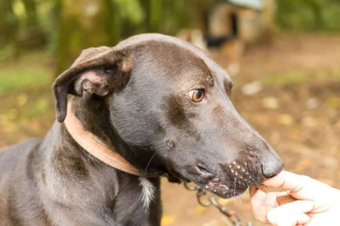 Cachorro ra a SRD idade 2 anos nome Falcão