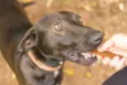 Falcão