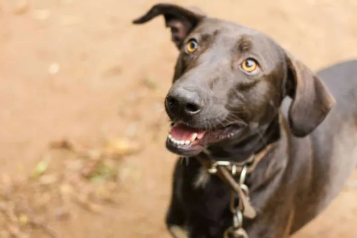 Cachorro ra a SRD idade 2 anos nome Falcão
