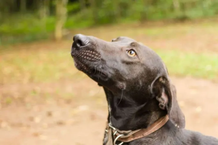Cachorro ra a SRD idade 2 anos nome Falcão