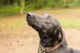 Falcão
