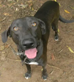 Cachorro raça SRD idade 2 anos nome Falcão