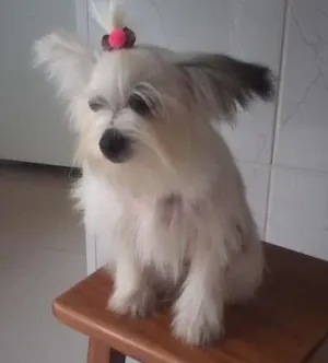 Cachorro raça Cães da cristã chinesa idade 7 a 11 meses nome Branquinha