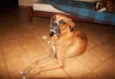 Netuno