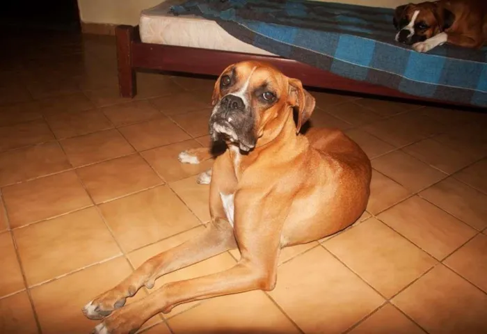 Cachorro raça Boxer idade 7 a 11 meses nome Netuno