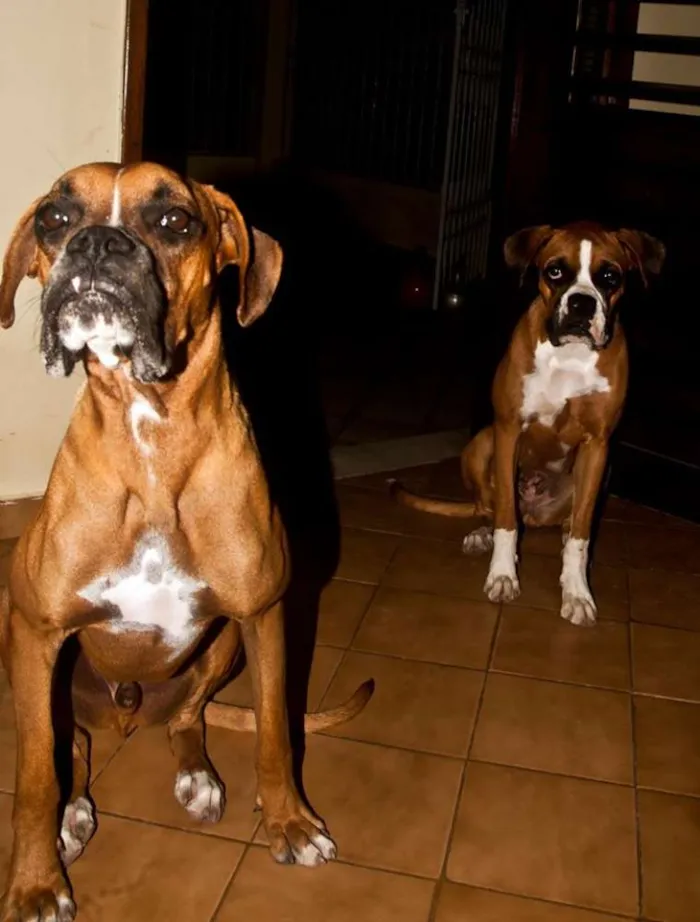 Cachorro raça Boxer idade 7 a 11 meses nome Netuno e Ariel