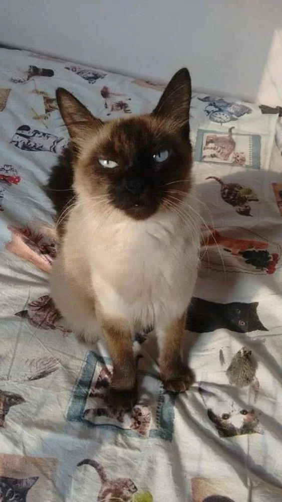Gato ra a SRD idade 1 ano nome Nicolle