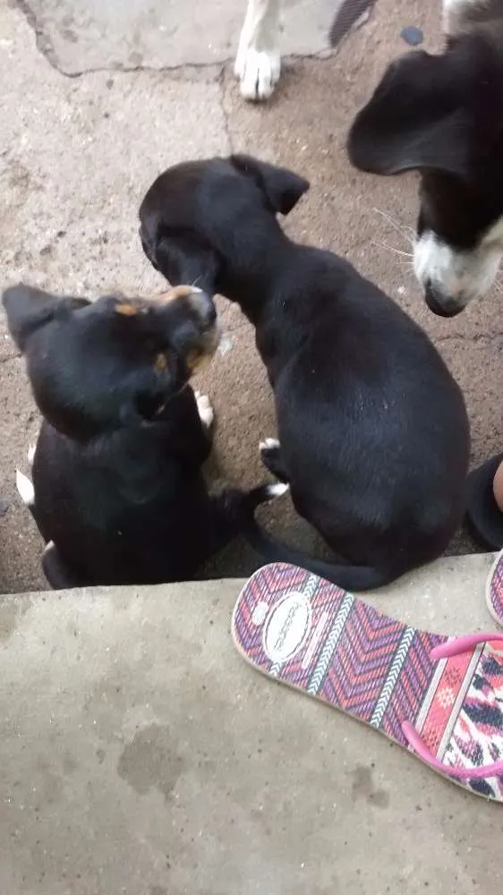 Cachorro ra a Srd idade 2 a 6 meses nome Sem nome
