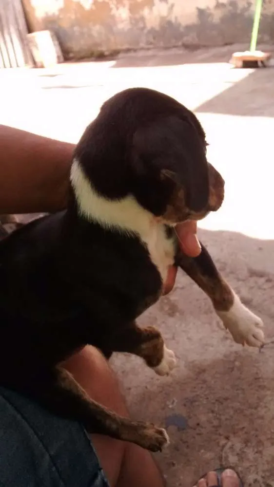 Cachorro ra a Srd idade 2 a 6 meses nome Sem nome