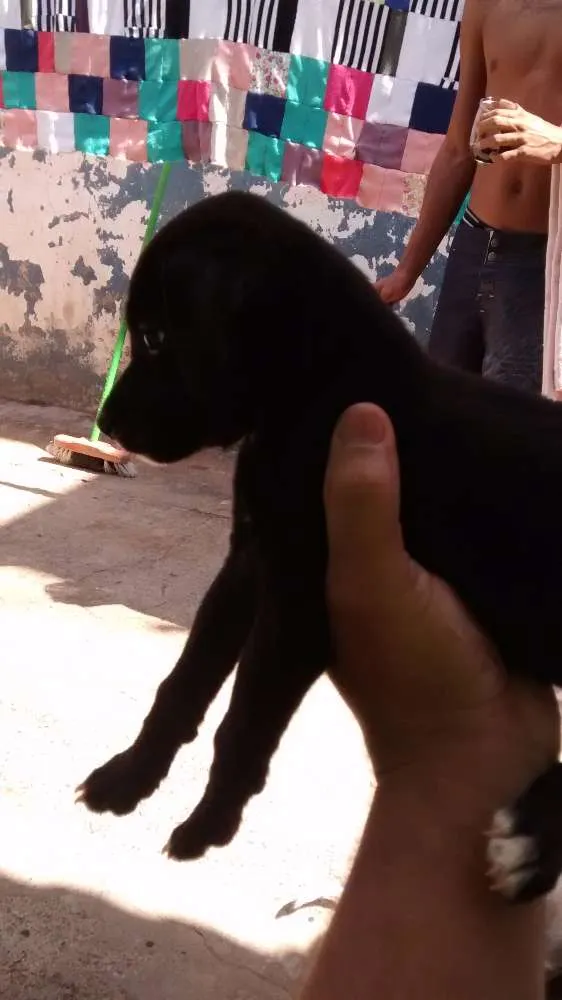 Cachorro ra a Srd idade 2 a 6 meses nome Sem nome