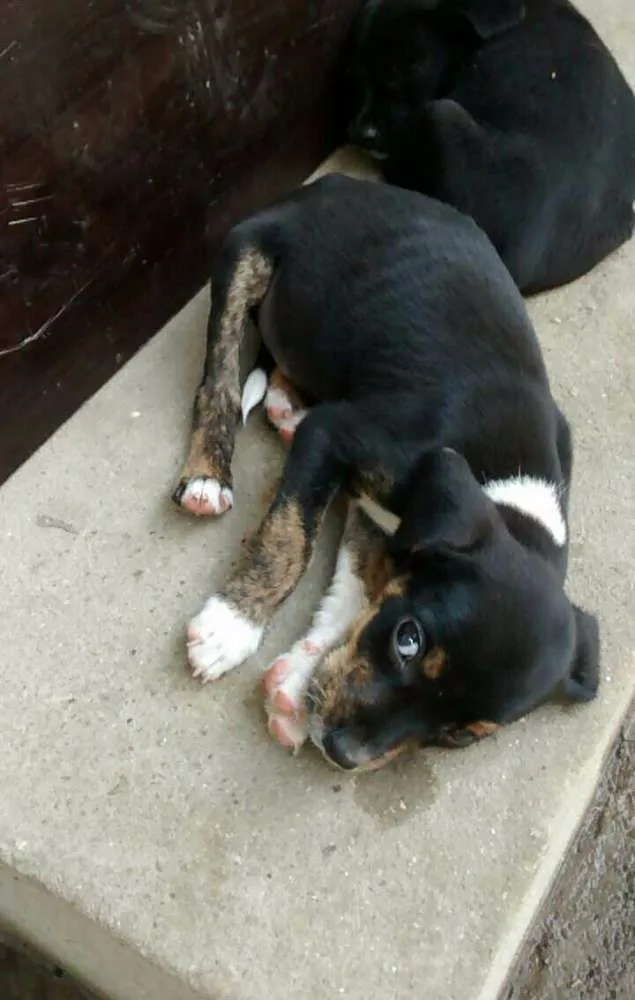 Cachorro ra a Srd idade 2 a 6 meses nome Sem nome