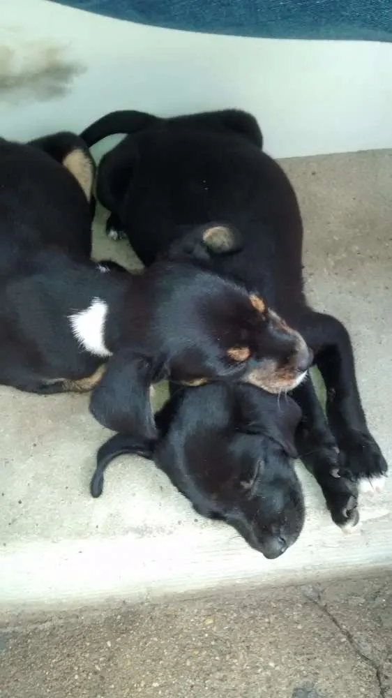 Cachorro ra a Srd idade 2 a 6 meses nome Sem nome