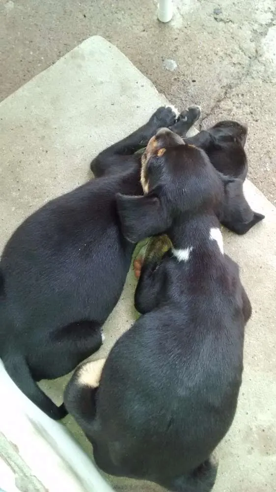 Cachorro ra a Srd idade 2 a 6 meses nome Sem nome