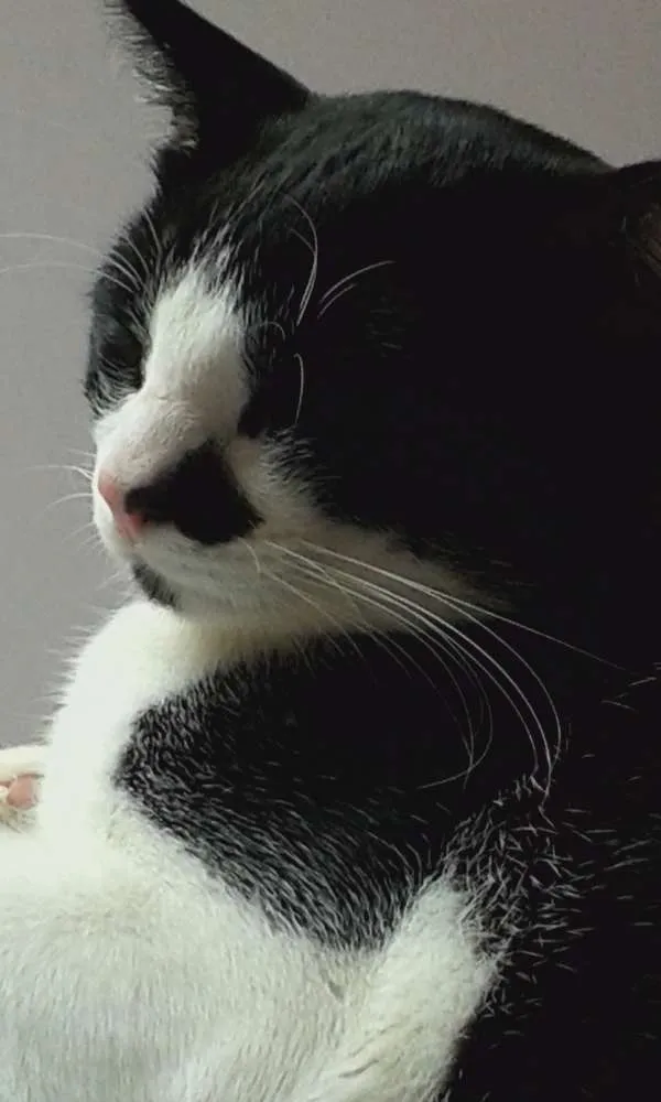 Gato ra a SRD idade  nome Sem nome