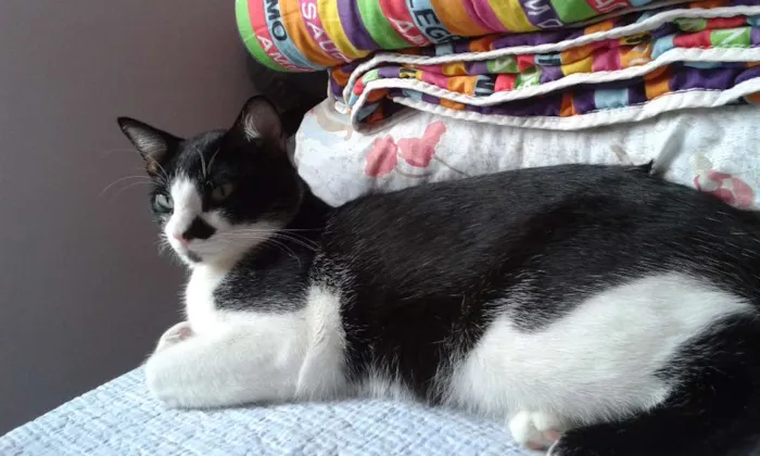 Gato ra a SRD idade  nome Sem nome