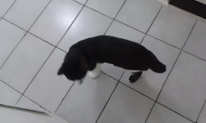 Gato ra a SRD idade  nome Sem nome