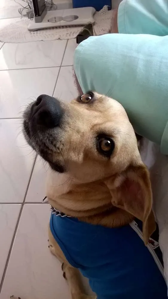 Cachorro raça mista idade 2 anos nome Ryan