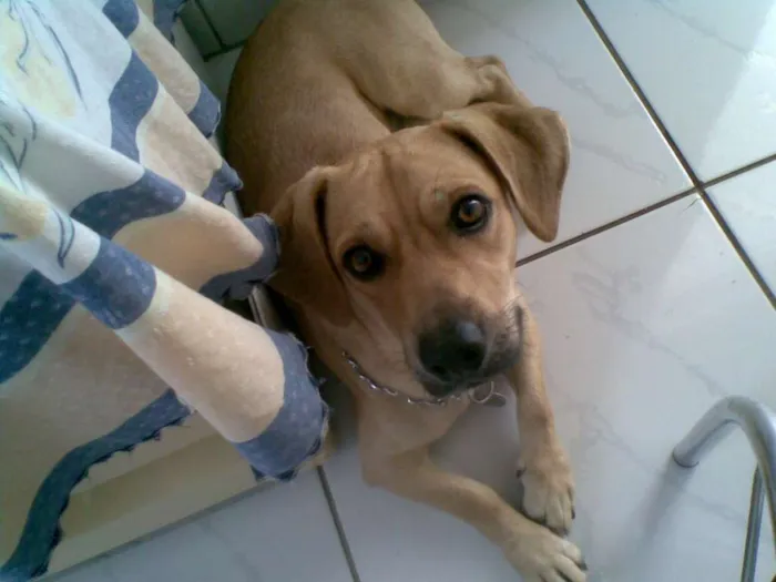 Cachorro raça mista idade 2 anos nome Ryan