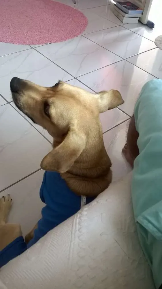 Cachorro raça mista idade 2 anos nome Ryan