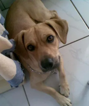 Cachorro raça mista idade 2 anos nome Ryan