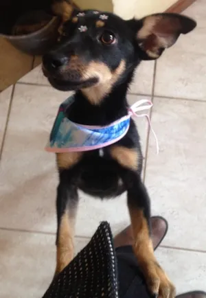 Cachorro raça Sem raça definida idade 7 a 11 meses nome Anitta