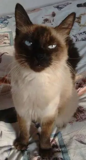 Gato raça SRD idade 1 ano nome Nicolle