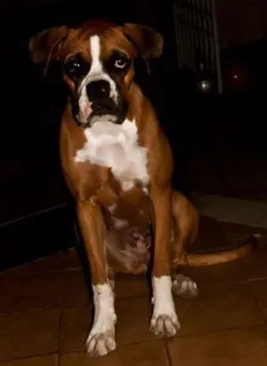 Cachorro raça Boxer idade 7 a 11 meses nome Netuno e Ariel