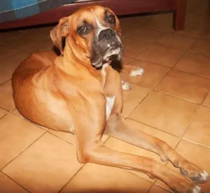 Cachorro raça Boxer idade 7 a 11 meses nome Netuno