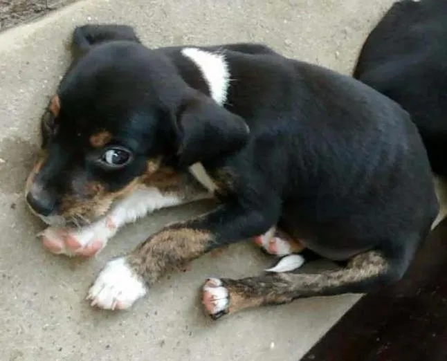 Cachorro ra a Srd idade 2 a 6 meses nome Sem nome