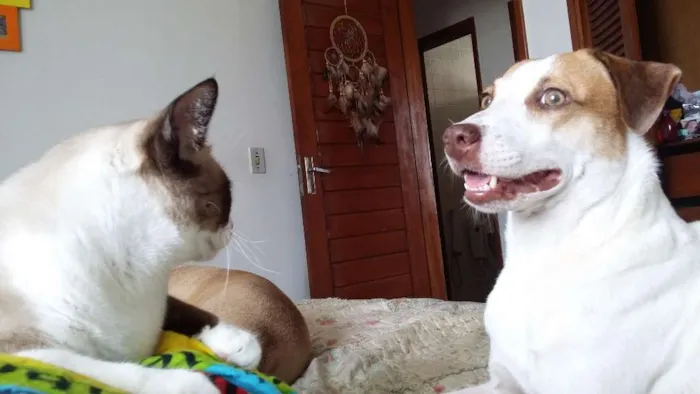 Cachorro raça Srd idade 2 anos nome Júlia 