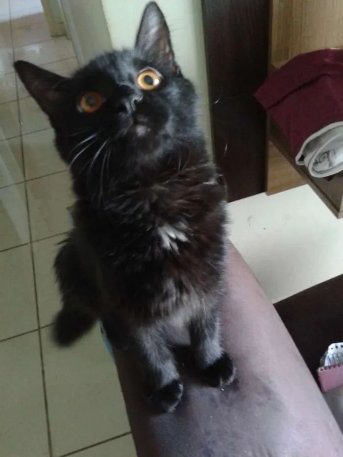 Gato ra a  idade 2 a 6 meses nome Edgar