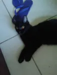 Edgar
