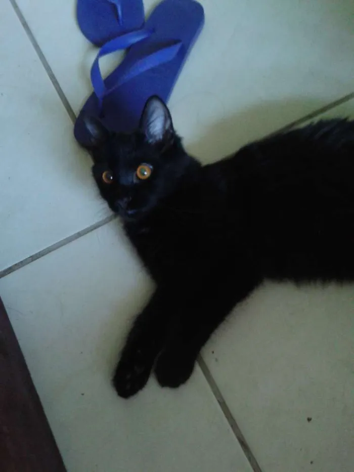 Gato ra a  idade 2 a 6 meses nome Edgar