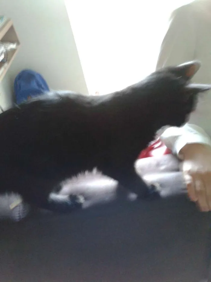 Gato ra a  idade 2 a 6 meses nome Edgar
