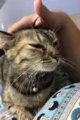Tutti