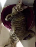 Tutti