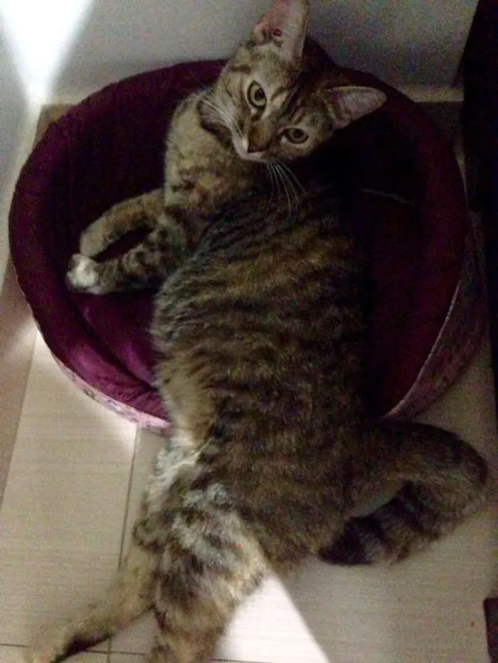 Gato ra a SRD idade 1 ano nome Tutti
