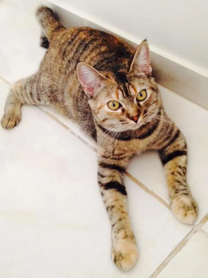 Gato ra a SRD idade 1 ano nome Tutti