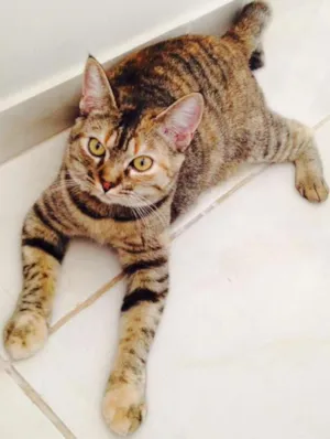Gato raça SRD idade 1 ano nome Tutti