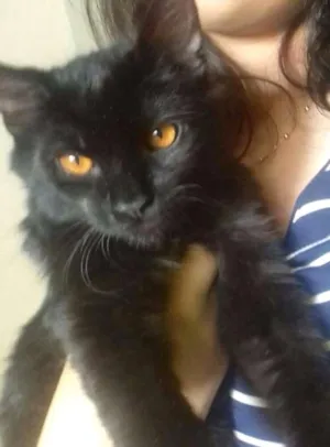 Gato raça  idade 2 a 6 meses nome Edgar