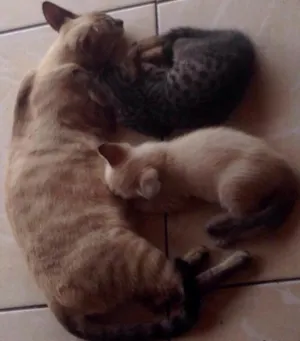 Gato raça Não  idade 2 a 6 meses nome Sem nome 
