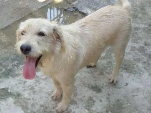 Cachorro ra a SRD idade 2 anos nome melzinha