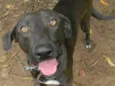 Falcão
