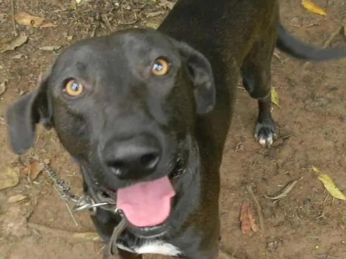 Cachorro ra a SRD idade 2 anos nome Falcão