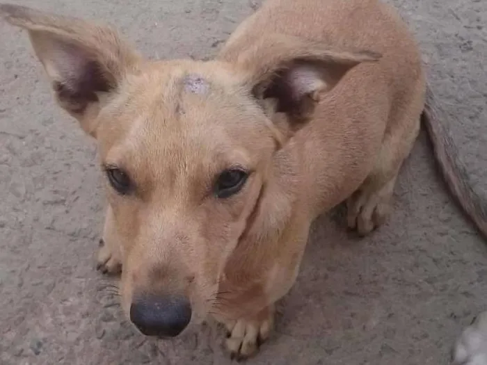 Cachorro raça Não sei idade 2 a 6 meses nome Lisa