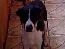 Cachorro ra a indefinida idade 2 anos nome DUQUE